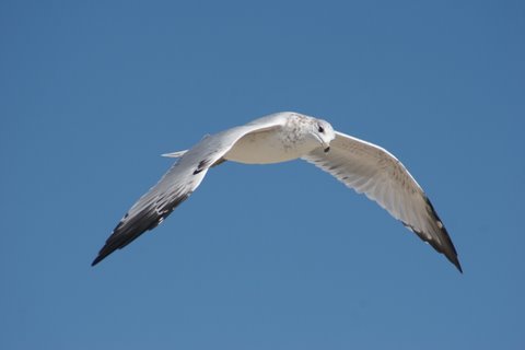 RaisetheSky's profile picture. Raise the Sky is a non-profit organization for skydivers who want to use the power of our sport to make the world a better place.