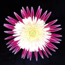 Lara Whiting - @Laraxmas - Twitter