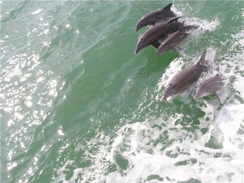 duke_devil's profile picture. Cat mom. Please adopt - don’t shop for pets!