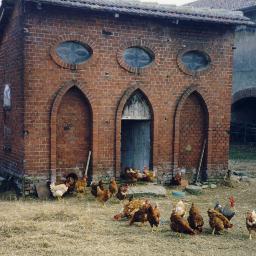 Business is never so healthy as when, like a chicken, it must do a certain amount of scratching for what it gets  -- Henry Ford --