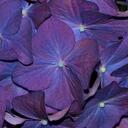 Stephanie Pucci - @SPhotography321 - Twitter