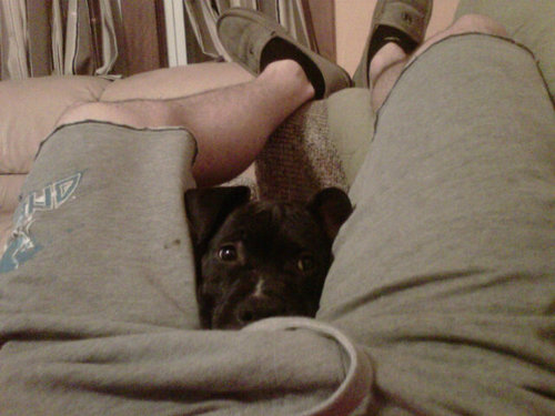 Pooper_sCOOP_ER's profile picture. Just want to chill with my dogs... I like to chew on shoes, furniture , holes in the floor, Peanut, Quiksilver, and I like to shit n piss on the floor