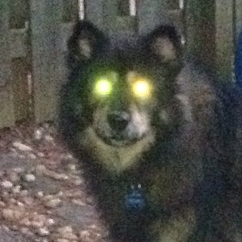 Some call me a #philosopherdog. I damand my place in History!