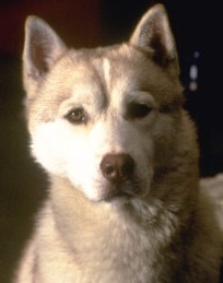 I am a kohen, leyner, davener, and computer programmer. I can only listen to R.E.M., Radiohead, Silversun Pickups, and Nobuo Uematsu these days.
