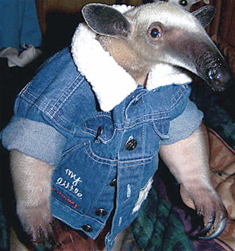 Tamandua in a snazzy jacket -Politics and Pop Culture-Puns and trump memes always welcome  #TrumpForPrison #Resist #bluewave #TRE45ON