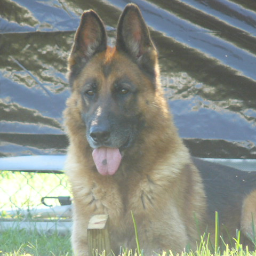 k9rocketpower's profile picture. Protector of the sheep and hunter of the wolves :-)
