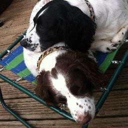 UKPetSnacks's profile picture. T. Forrest & Sons - UK Manufacturer & Distributor of Quality Natural Pet Snacks since 1937. 2 of our Directors are dogs (Tia and Bailey) and they tweet too.