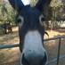 queca (@quecamarquer) Twitter profile photo