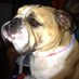 Mat LaMonica (@matlamonica) Twitter profile photo