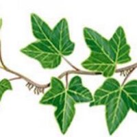 лешперче (@intra_venous) 's Twitter Profile Photo