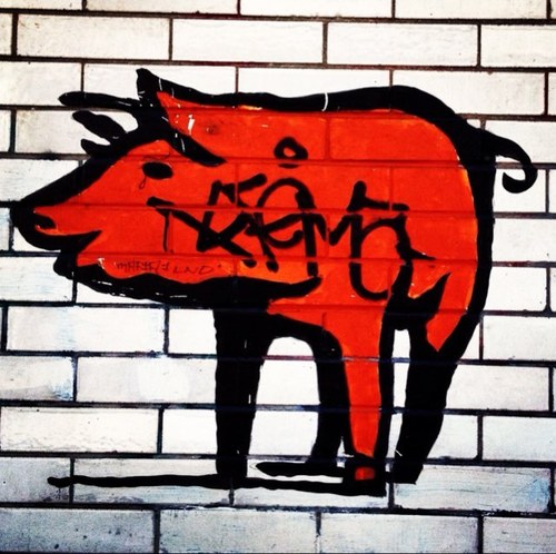 doncuco1's profile picture. VINOTAURO