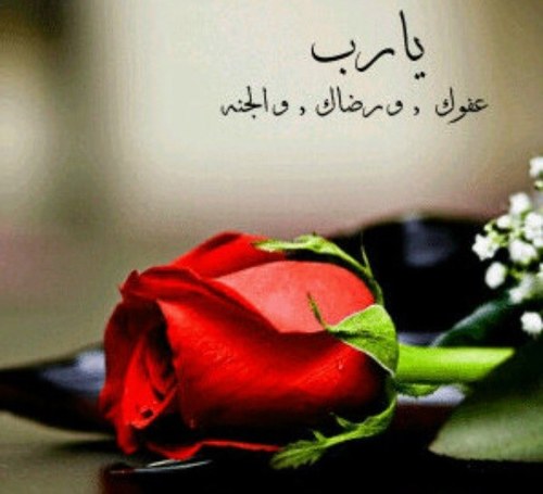 usa_shosho's profile picture. ✨السلام عليكم ورحمة الله وبركاته✨