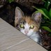 The Halkyn Road Cat (@halkynroadcat) Twitter profile photo