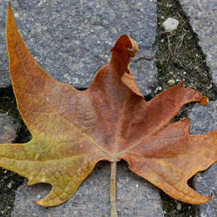 TreeWardens's profile picture. Learning about, caring for and appreciating trees.