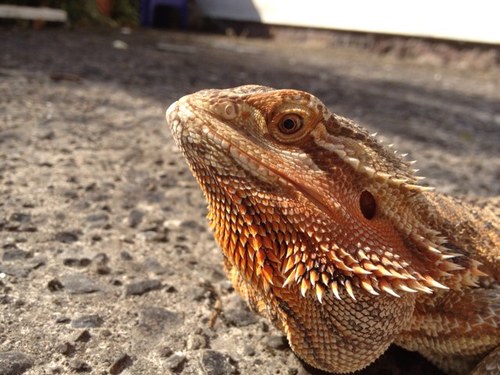 Ffion83142614's profile picture. I love listening to music couldn't live without it. !!!!! One direction xxxxx Twilight xxxxx Ed sheeran xxxxx Follow me and i follow back !!!!!!!!!!!!!!!!!!!!!!