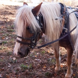 I'm a Haflinger draft horse @PfeifferCenter with a brother named Captain, acres of beautiful fields to plow, and a laptop.