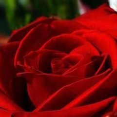 noplans1's profile picture. I started Twitter on Sept.24, 2012.  The photo of my profile is a red rose.  I have no plans but a passion for music and samurai spirit.  Hello everybody!!