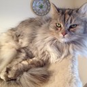 Gregory Ward - @NUlinguist - Twitter