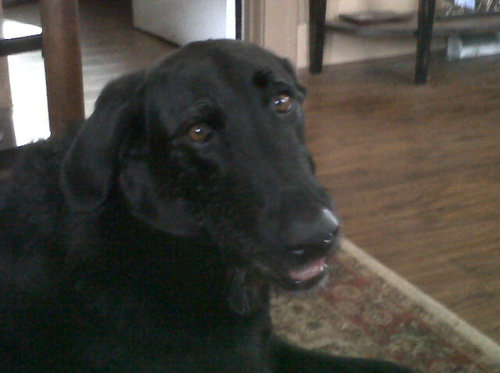 I don't always tweet, but when I do it's unoriginal and offensive, I am the least interesting dog in the world