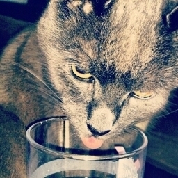 Bish Bash Bosh, Have Some Of That!