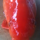 Dawn Popp - @butterdigger - Twitter