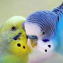gloryhsn (@577Hasan) Twitter