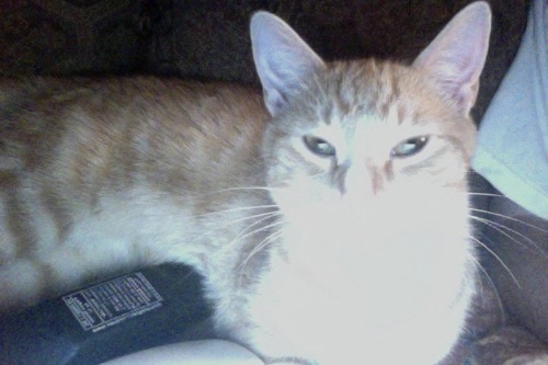 OliverTwistable's profile picture. you've cat to be kitten me right meow