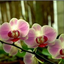 violetablue_2 Profile Picture
