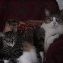 marion bliss - @mariongunshy - Twitter