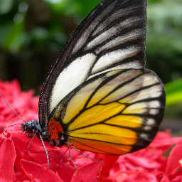 Opened to the public daily.
8.30am-5.30pm
The sanctuary is now home to more 30 species of butterflies and also exhibit the biggest collection of reptiles