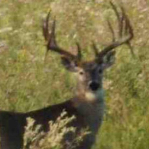 TipsHunting's profile picture. Good hunting tips from a fellow bowhunter.
