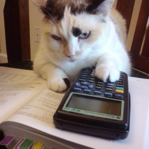 MMAStatCat's profile picture. 