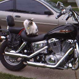 RDMCNUTT's profile picture. VIKINGS FAN BIKER OUTDOORSMAN LIBRITARIAN
