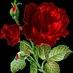 Javed Shaikh (@jschaand) Twitter profile photo