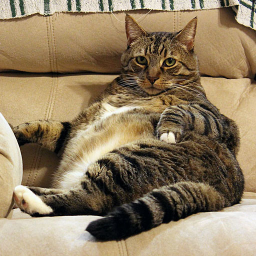 2013-01-21 Meatloaf T. Cat had his last *MEOW* He is figuring out what he's going to be next.