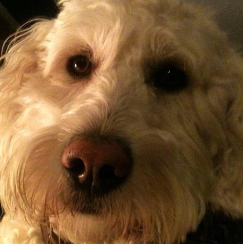 vtousley Profile Picture