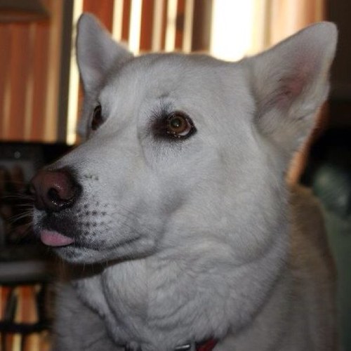 13HockeyTown's profile picture. 