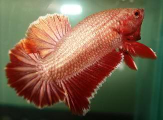 Menjual Ikan cupang dengan harga yang sangat murah dan meriah Jika anda mau kalo bisa datang saja ketempat saya langsung