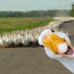 easleysgirl's profile picture. Imagine no religion, living life to the max , self employed, animal lover, music tragic, laughing at those easily offended. 🇦🇺🇦🇺🇦🇺🇦🇺🏴󠁧󠁢󠁳󠁣󠁴󠁿