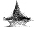 Original container nursery growqing dwart, rare, native, endangered woody ornamentals.