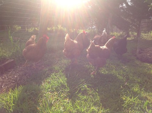 In the process of developing an edible garden, love chooks and have an interest in the health and well being of young people.