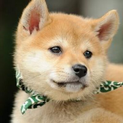 豆助 わっ、びっくりした！ 大きな音が出るんだね おもちゃに驚いた