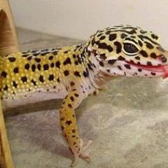 sharonspad1's profile picture. i love to read fiction and to write fiction. i am passionate about reptiles too