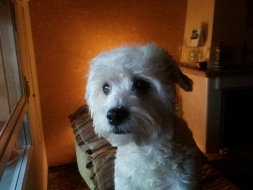 migolfi's profile picture. 