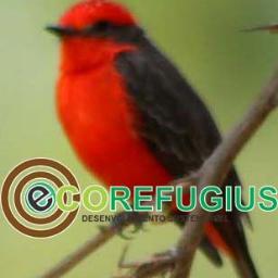 Somos prestadores de serviços em perícia e manejo de fauna, atividades científicas e educativas.

contato@ecorefugius.com.br
55 (17) 3121-8682