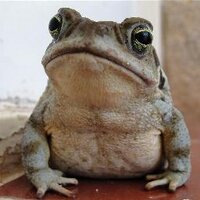 Sapo de otro pozo. (@sapo_lan) 's Twitter Profile