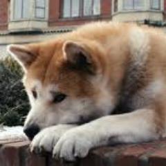 hachiko official twitter account
follow me and I follow you back