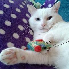 elinorarwen's profile picture. 