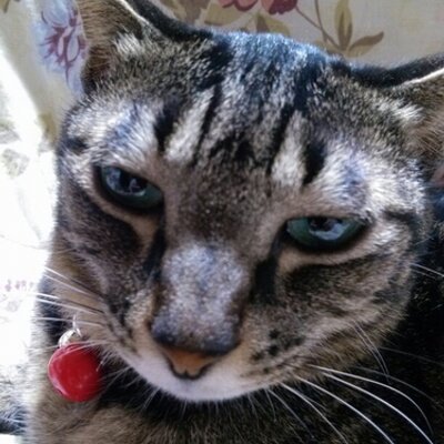 加藤尚子 1024 1964 Twitter