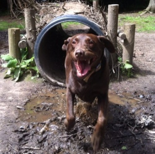 Busy mum of 2 living in the new forest teaching swimming part time while running a dog boarding business http://t.co/MXEvGTMxI2 with @miltonk9